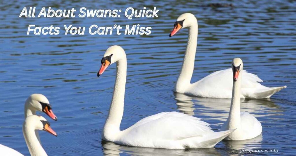 All About Swans: Quick Facts You Can’t Miss