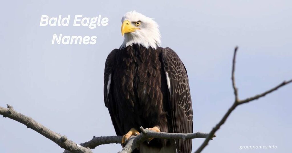 Bald Eagle Names