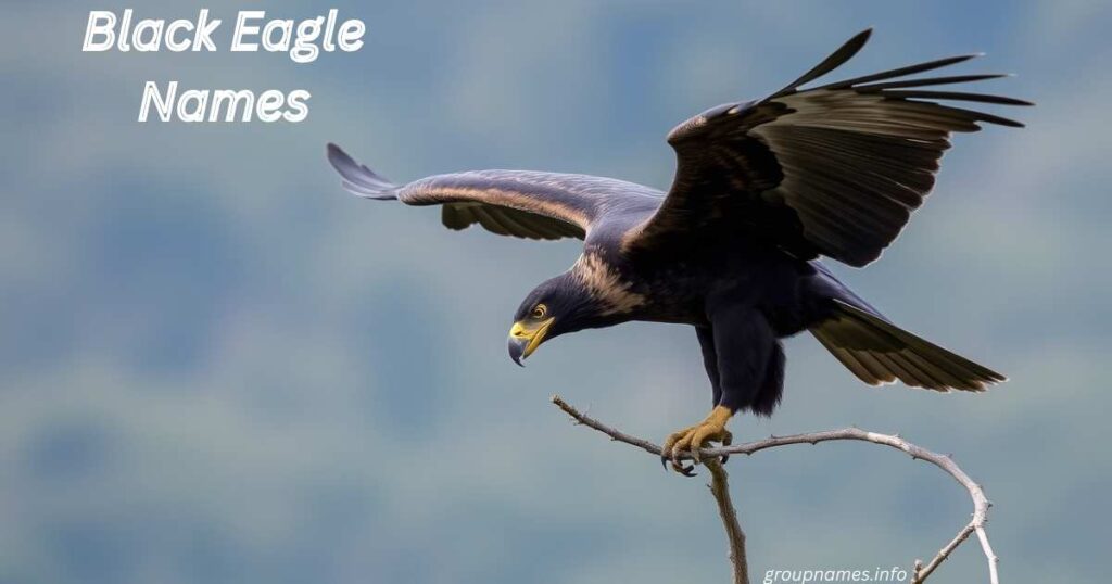 Black Eagle Names