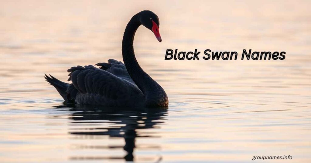 Black Swan Names