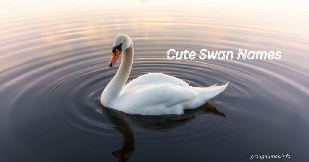 Cute Swan Names