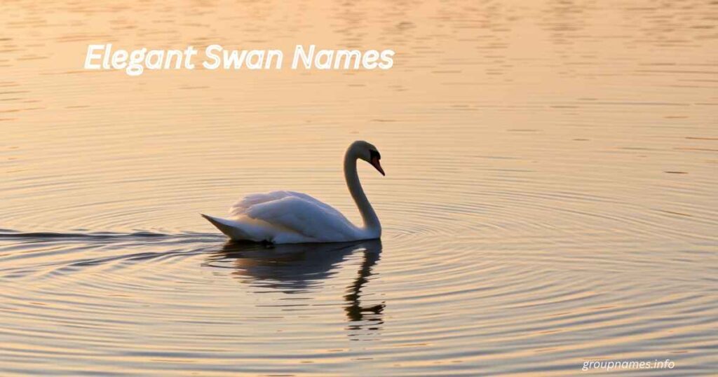 Elegant Swan Names