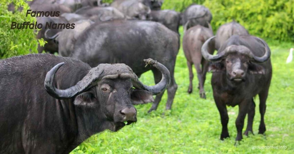 Famous Buffalo Names