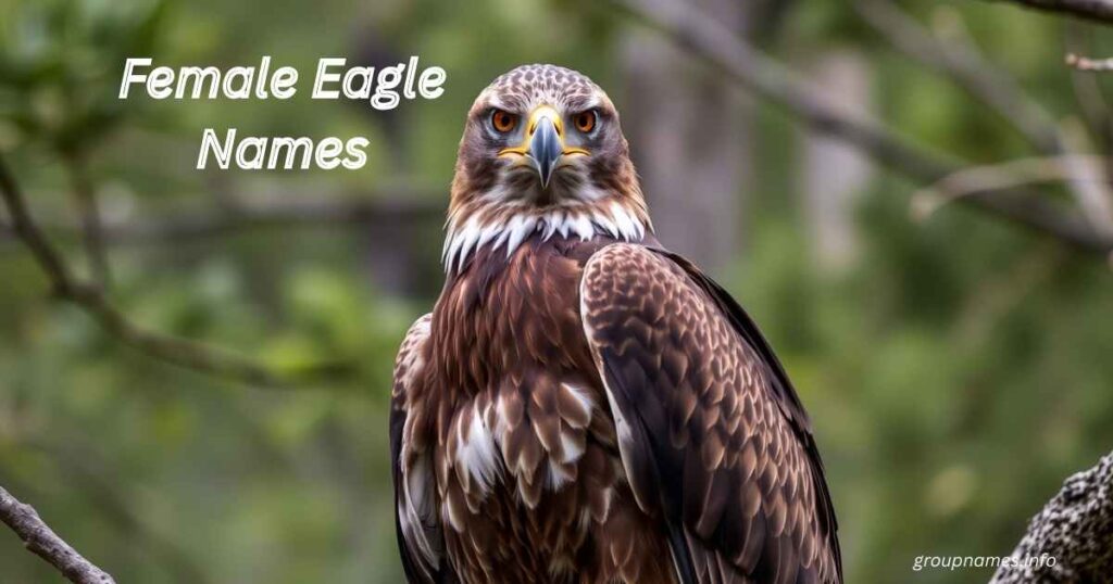 Female Eagle Names