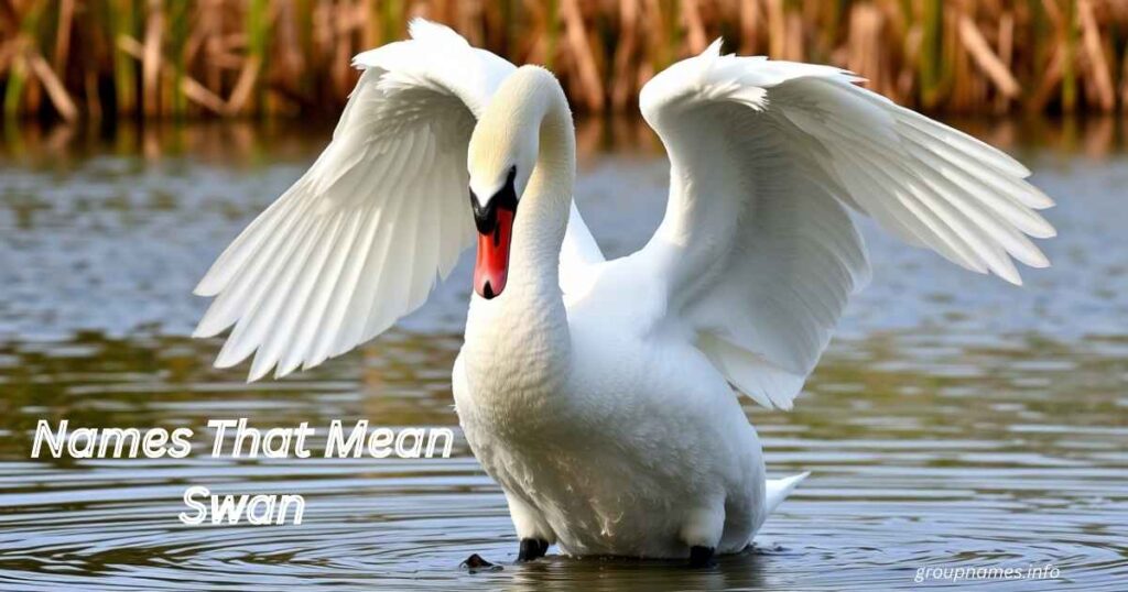 Names That Mean Swan