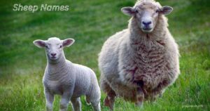 Sheep Names