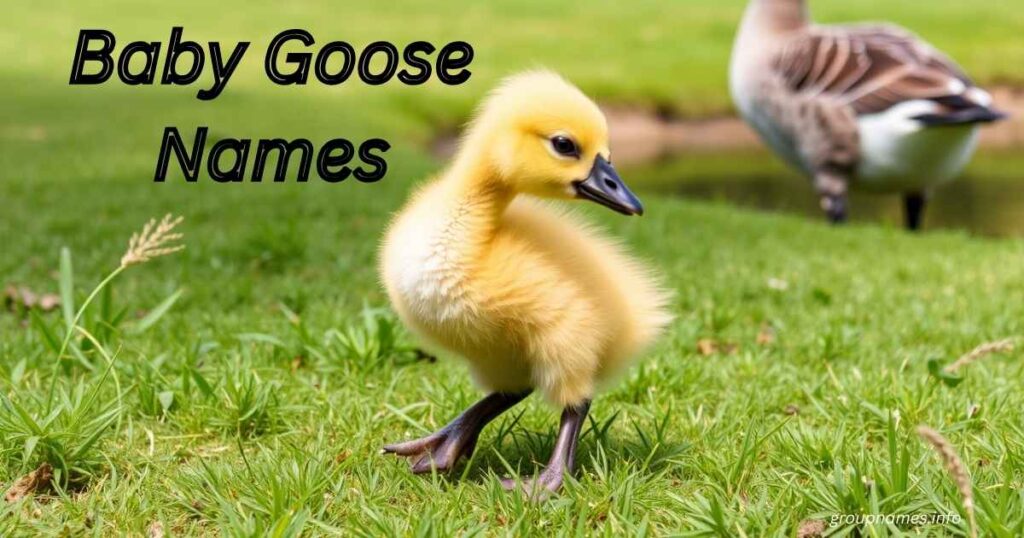 Baby Goose Names