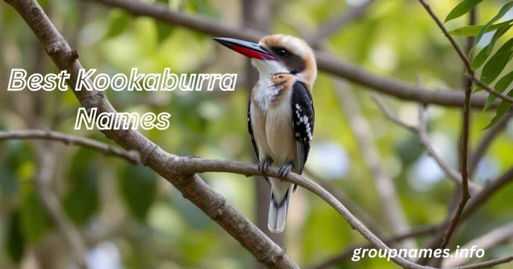 Best Kookaburra Names