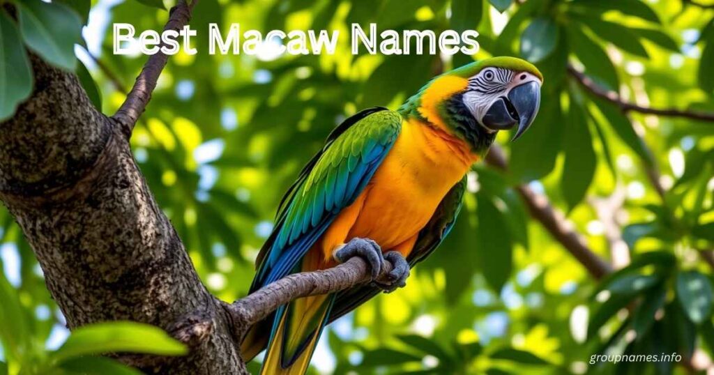 Best Macaw Names