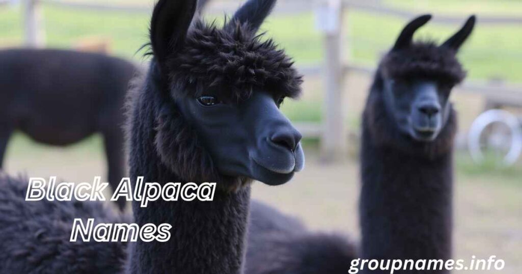 Black Alpaca Names