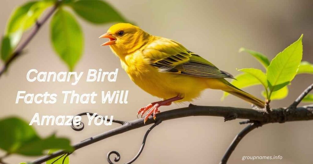 Canary Bird Facts That Will Amaze You