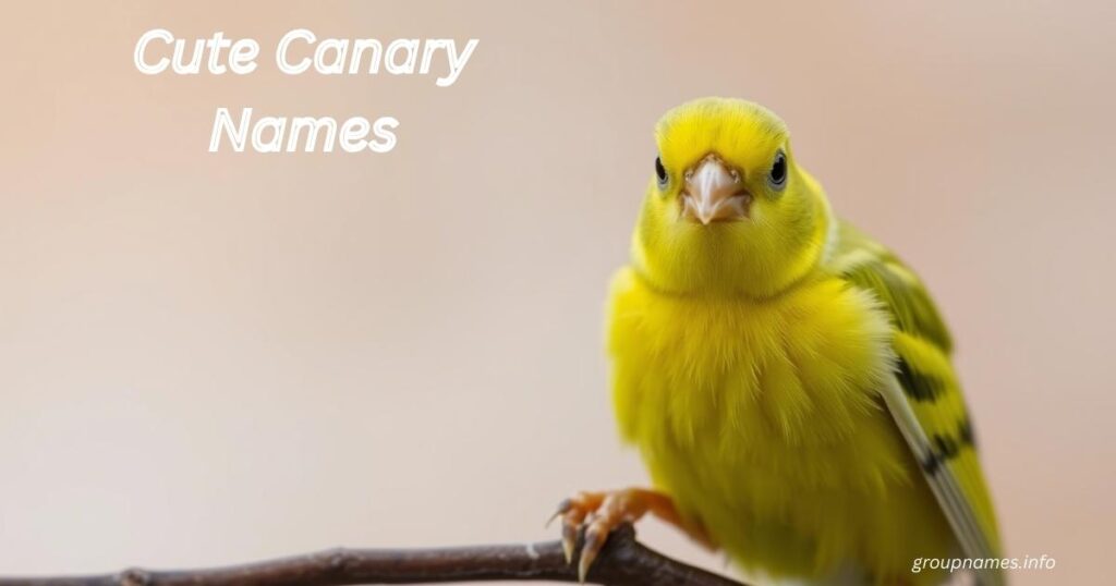 Cute Canary Names