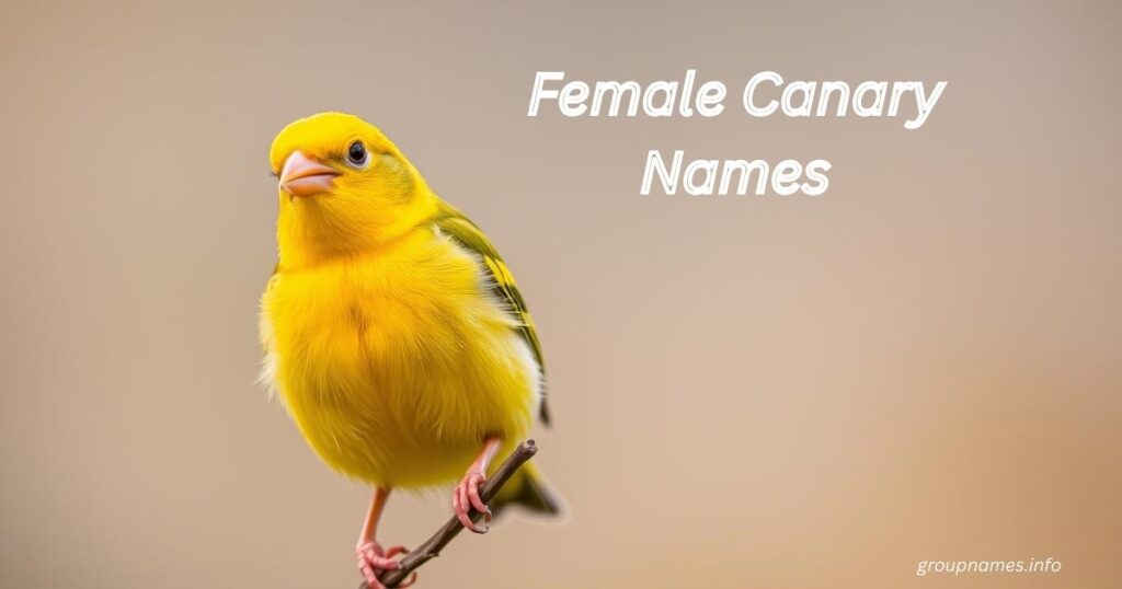 Female Canary Names