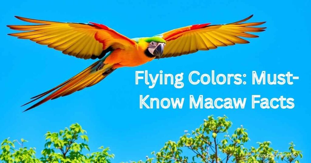 Flying Colors: Must-Know Macaw Facts