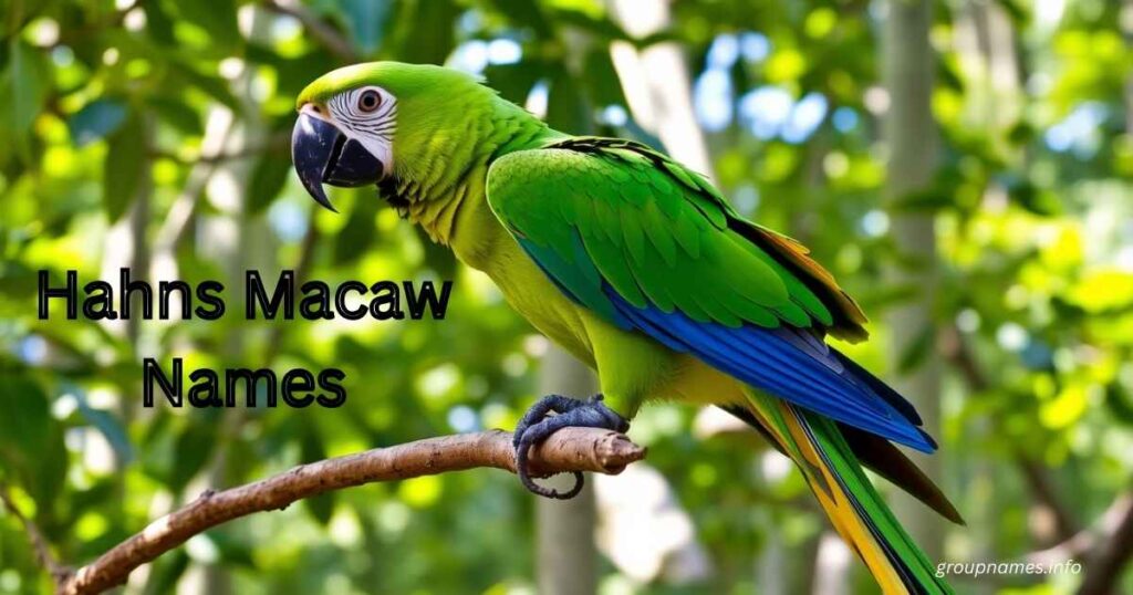 Hahns Macaw Names