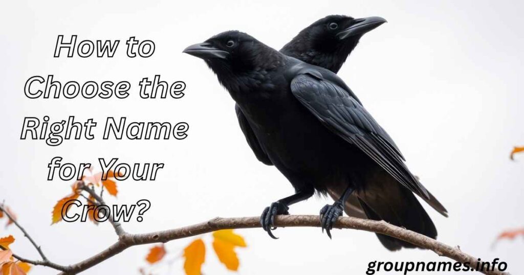 How to Choose the Right Name for Your Crow?