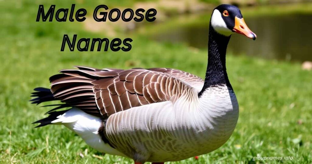 Male Goose Names