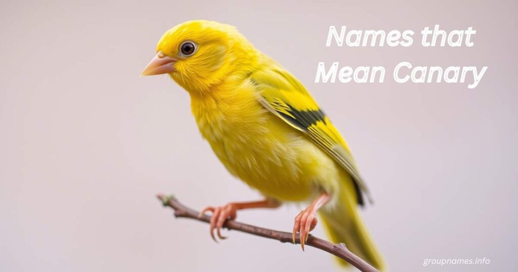 Names that Mean Canary