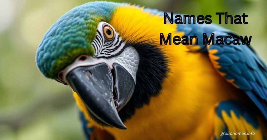 Names That Mean Macaw