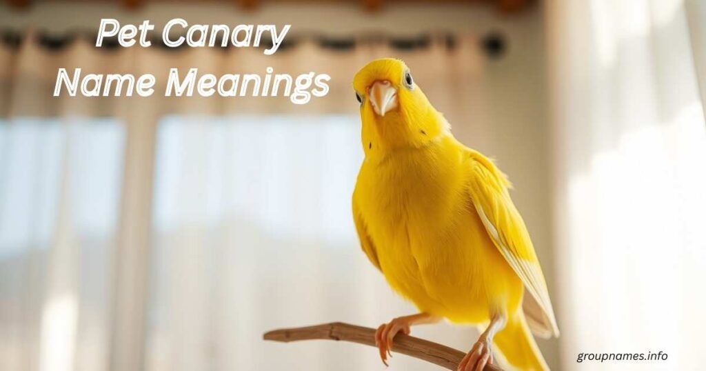 Pet Canary Name Meanings