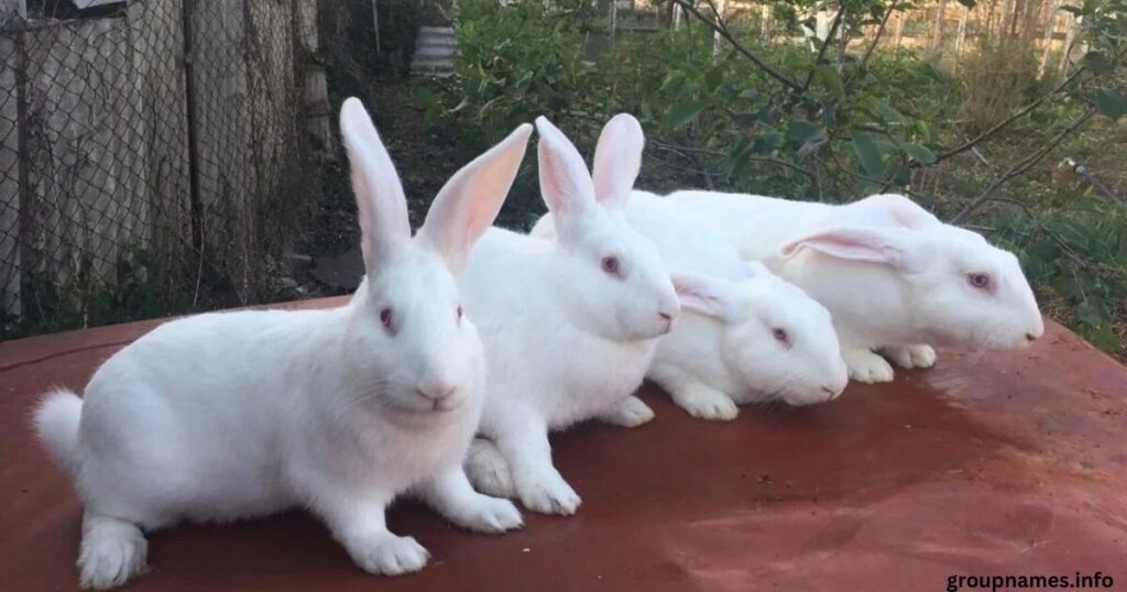 Popular Flemish Giant Names