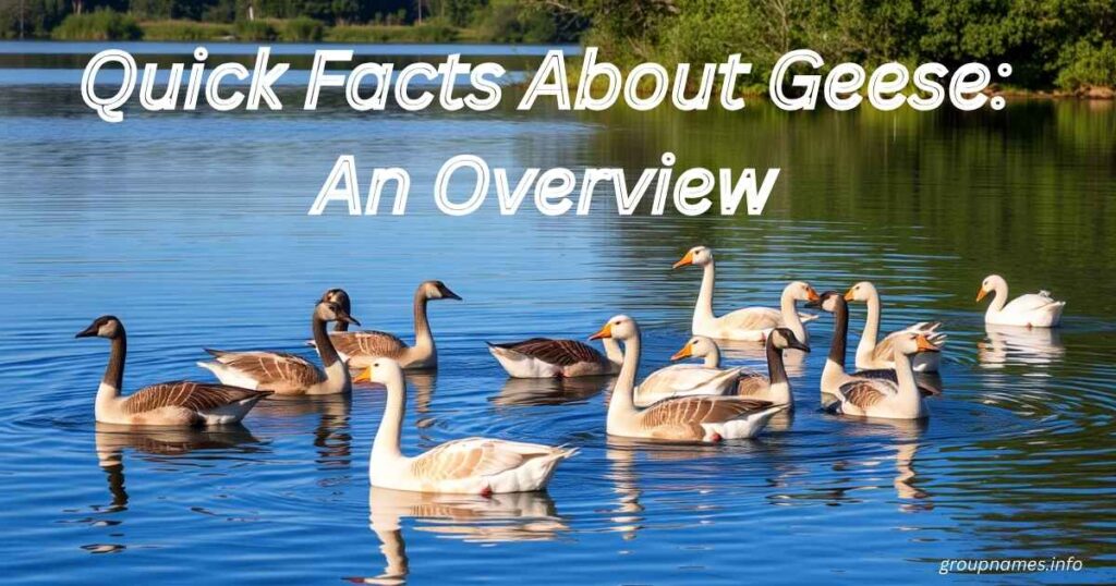 Quick Facts About Geese: An Overview