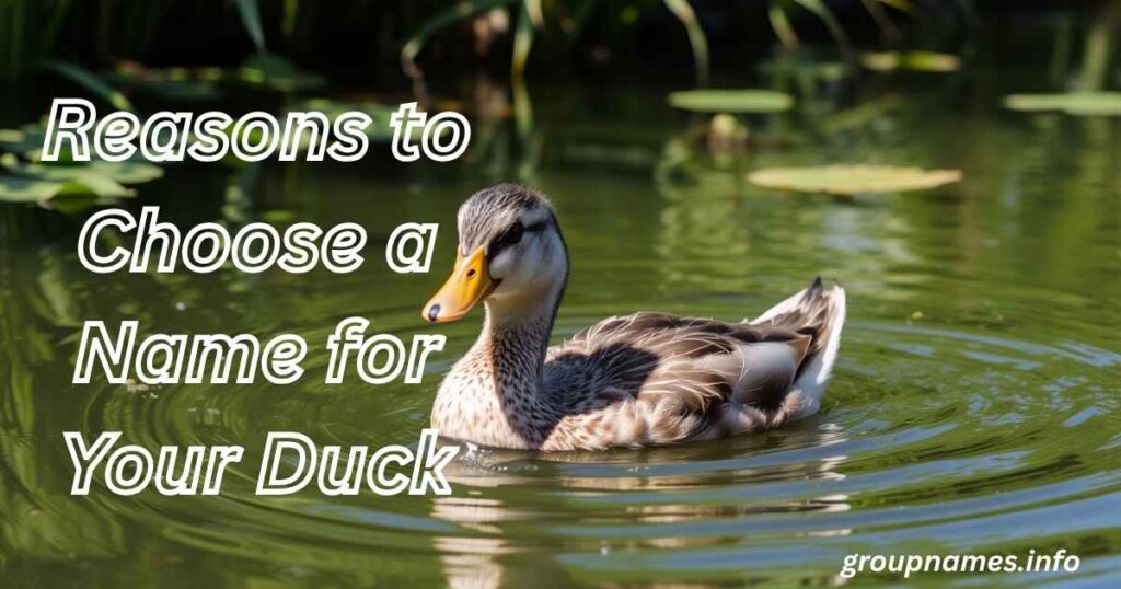 Reasons to Choose a Name for Your Duck