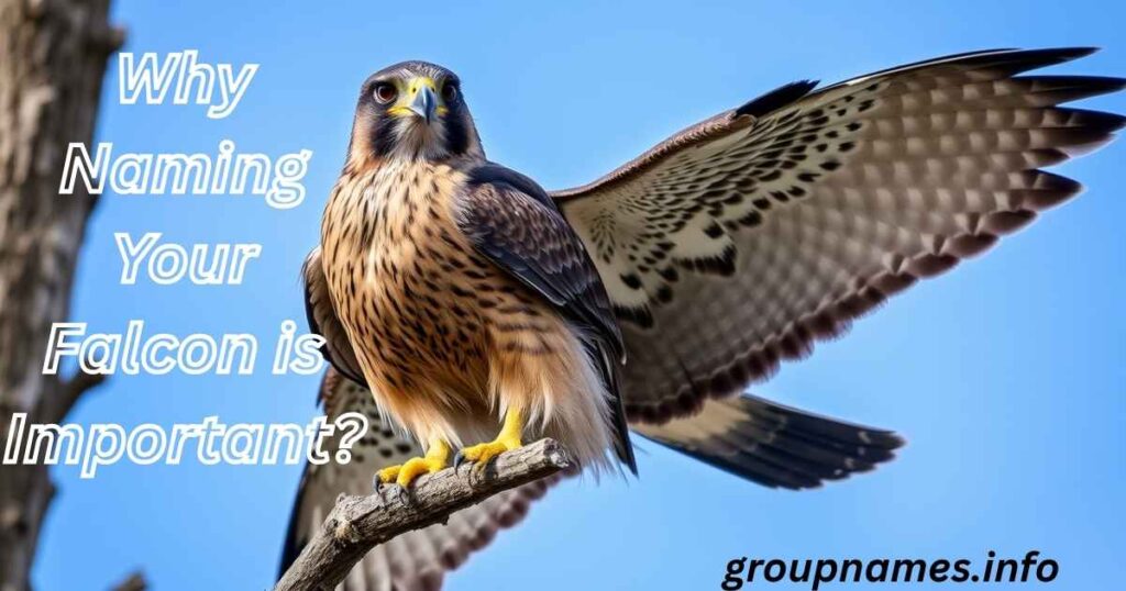 Why Naming Your Falcon is Important?
