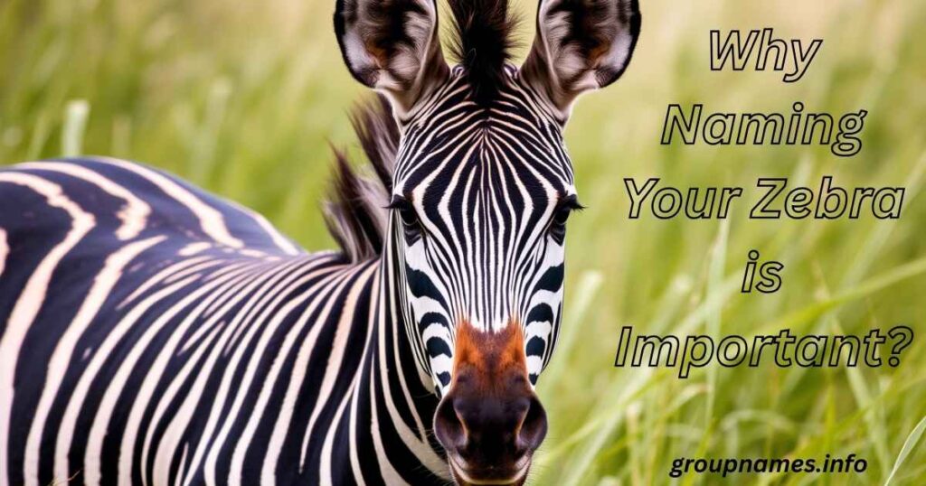 Why Naming Your Zebra is Important?
