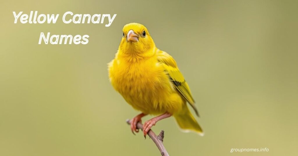 Yellow Canary Names