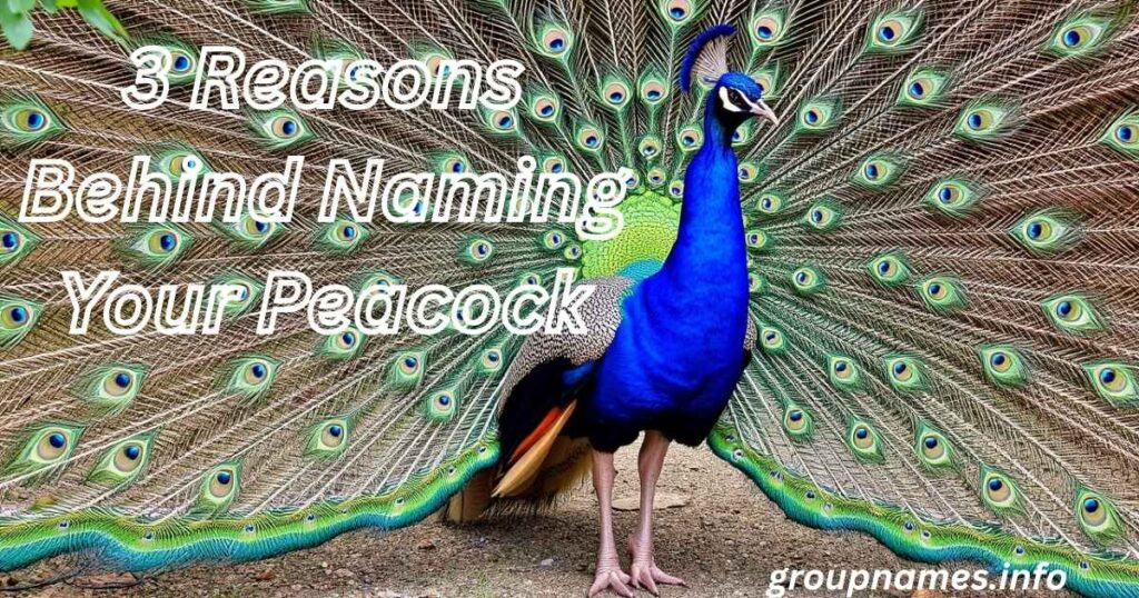 3 Reasons Behind Naming Your Peacock