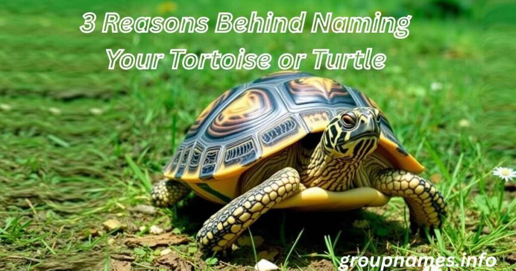 3 Reasons Behind Naming Your Tortoise or Turtle