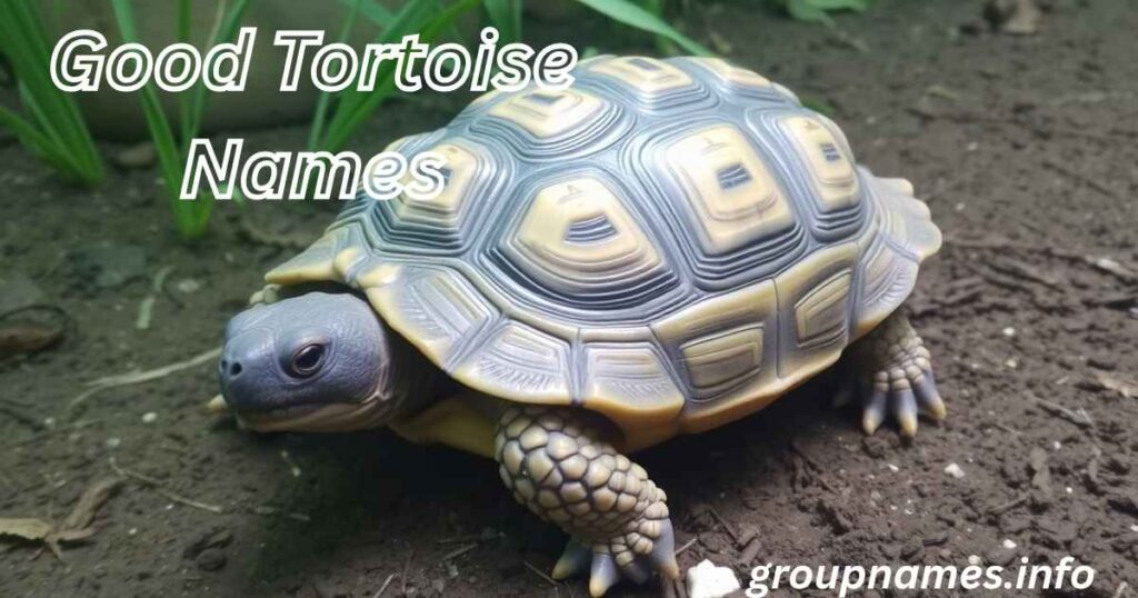 Good Tortoise Names