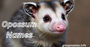 Opossum Names
