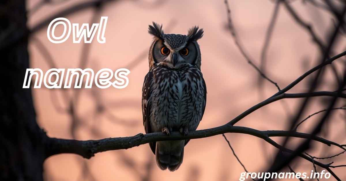 Owl names